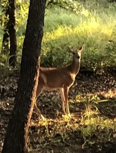 A view captured along a hiking trail at Oaklake Trails Naturist Resort