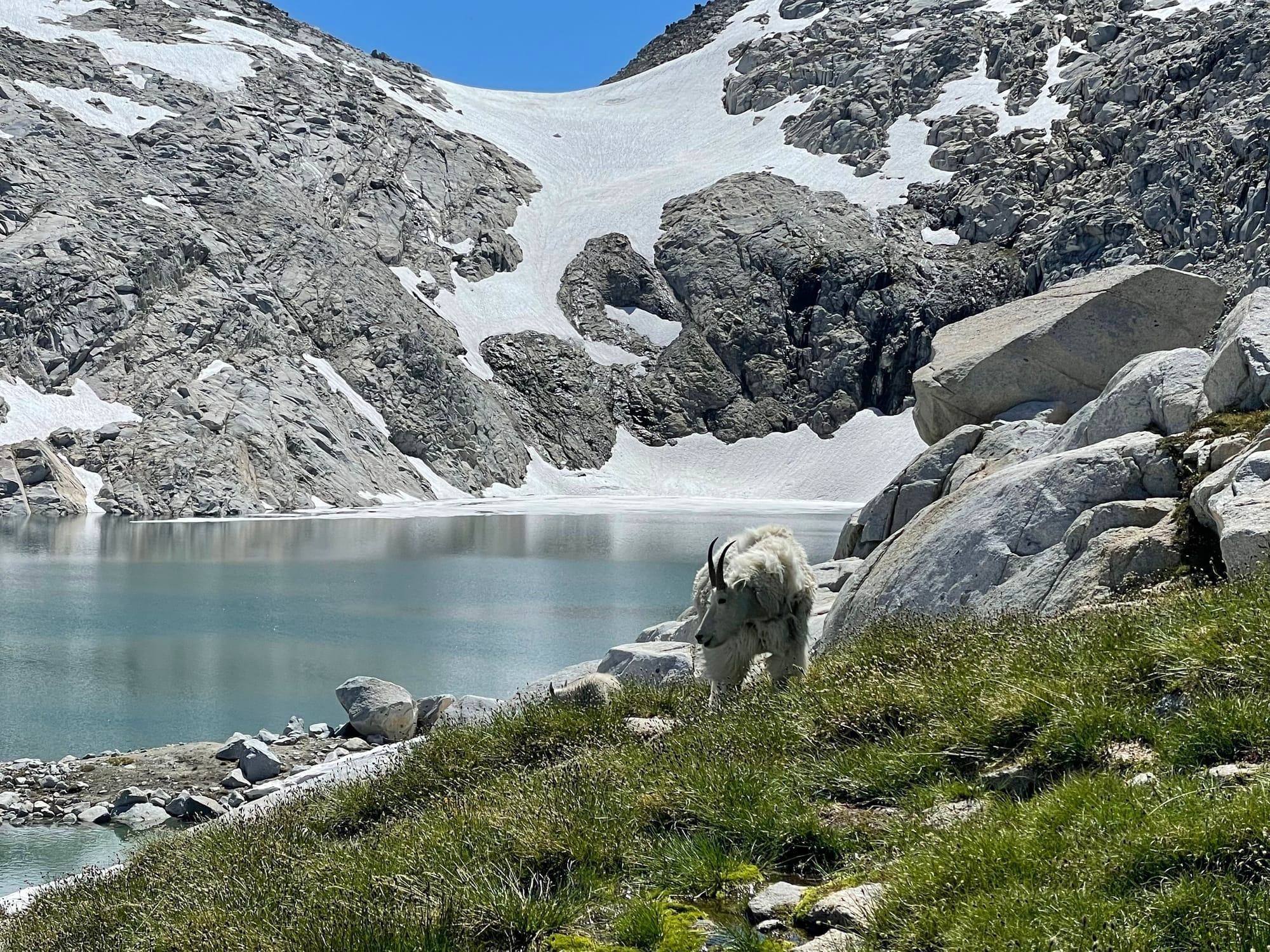 A mountain goat grazing near an alpine lake in the Enchantments in Washington.